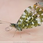 Aurore1 Aurore1