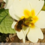 bombyle1 bombyle1