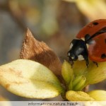 coccinelle1 coccinelle1